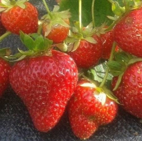 Полуниця "Монтерей" (Monterey)  (ремонтантний високоврожайний сорт) - фото 13