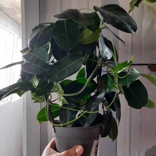 Стефанотіс "Stephanotis" - фото 8