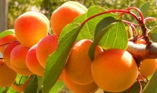 Эксклюзив! Абрикос темно-oрaнжeвый "Мечта"(Dream) (канадская селекция, премиальный средне-ранний сорт) - фото 8