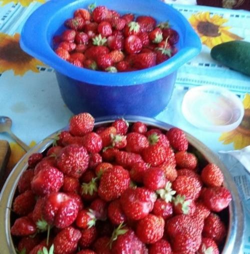 Полуниця "Вікторія" (ремонтантний сорт) - фото 13