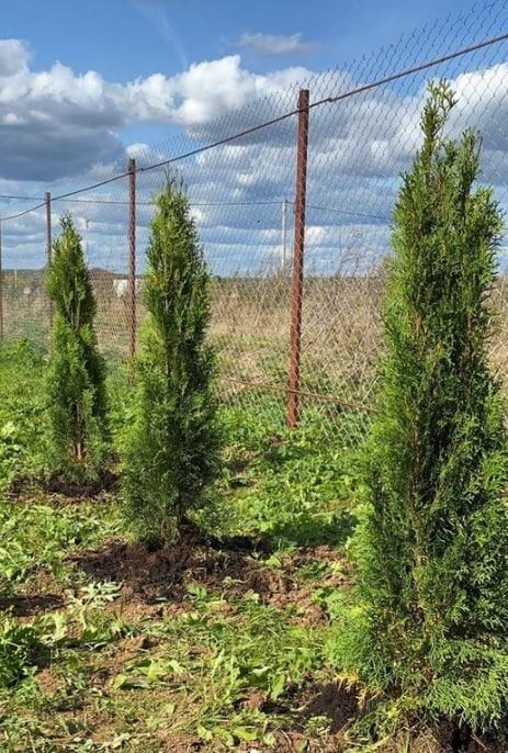 Туя западная "Смарагд" (Smaragd) горшок P9 - фото 4