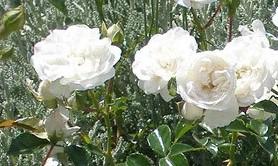Троянда англійська "Біла сенсація" (саджанець класу АА +) вищий сорт - фото 3