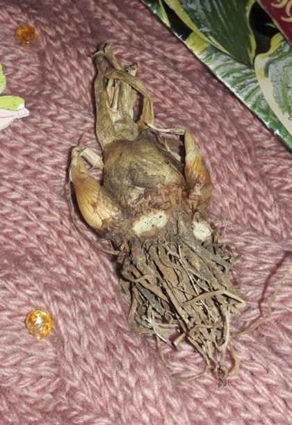 Тубероза "The Pearl" (Цариця Ароматів) розмір 10+ - фото 6