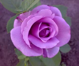 Роза чайно-гибридная "Голубой нил" (саженец класса АА+) высший сорт - фото 4