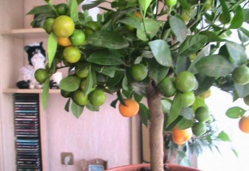 Мандарин "Михо Васе" - фото 7