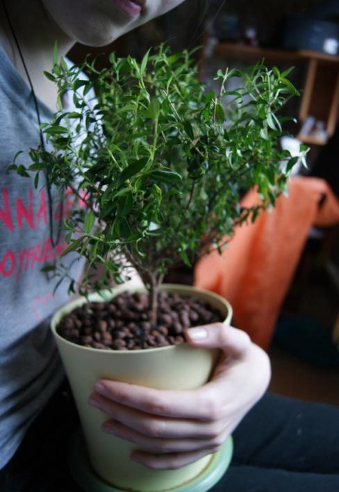 Мирт кімнатний - фото 9