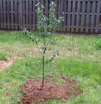 Эксклюзив! Яблоня красно-чёрная "Сад любви" (Garden of love) (премиальный крупноплодный сорт) - фото 7