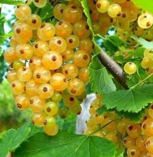 Порічка (смородина) жовта "Імператорська" (середньо-ранній термін дозрівання, високоврожайний сорт) - фото 5