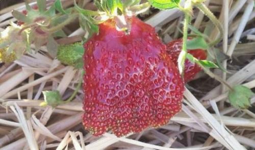 Земклубника "Купчиха" 5шт (раннего срока созревания, сорт устойчив к болезням) - фото 6