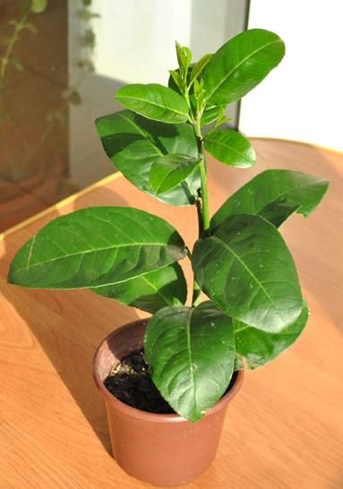 Лимон "Мейера" - фото 7