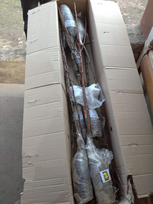 Яблоня "Фуджи" (зимний сорт, поздний срок созревания) - фото 7