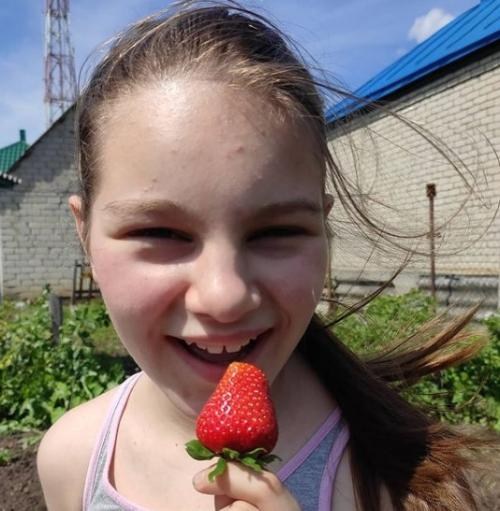 Полуниця "Маршал" (Marshal) (середній термін дозрівання, сорт стійкий до багатьох хвороб) - фото 12