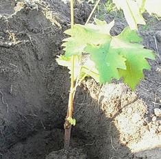 Виноград "Бажена" (очень ранний срок созревания, крупные грозди массой до 1500г) - фото 4
