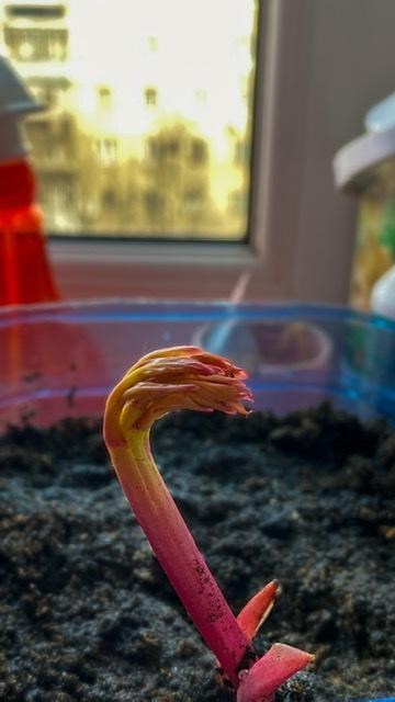 Півонія трав'яниста "Sorbet" 1шт в упаковці - фото 5