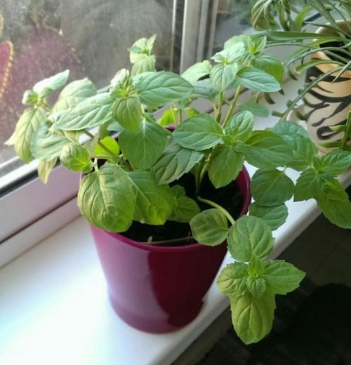 М'ята Мохіто "Mint Mojito" - фото 8