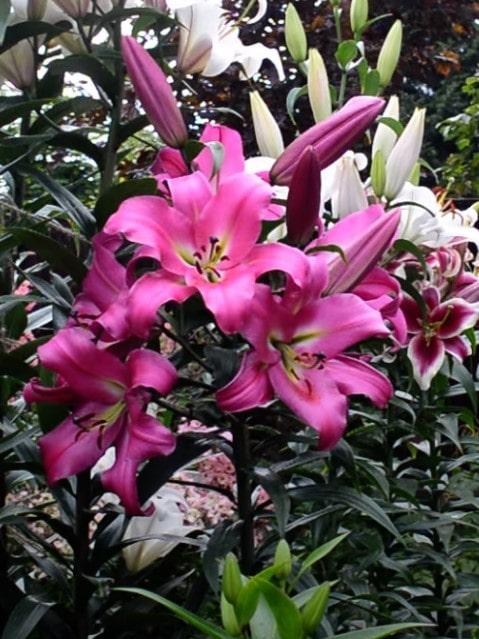 Лілія "Giordana" (Гігантська квітка) - фото 5