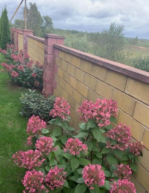 Гортензия метельчатая "Вимс Ред" (Wim`s Red) - фото 9