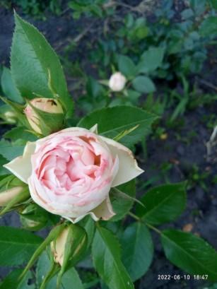 Троянда кущова "Брайдан Піано" (BRIDAL PIANO) (саджанець класу АА +) вищий сорт - фото 5