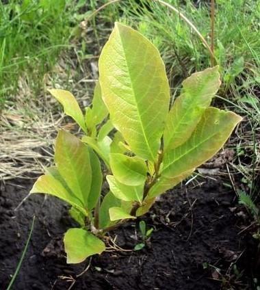 Магнолія "Judy" (Джуді) - фото 8