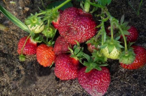 Полуниця "Хоней" (Honey) (ранній термін дозрівання, стійкий до хвороб і шкідників) - фото 12
