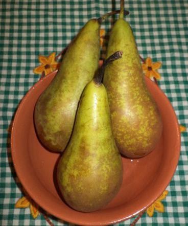 Груша "Конференция" (зимний сорт, поздний срок созревания) - фото 5