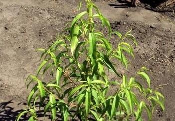 Персик "Флеминг Фьюри" - фото 7