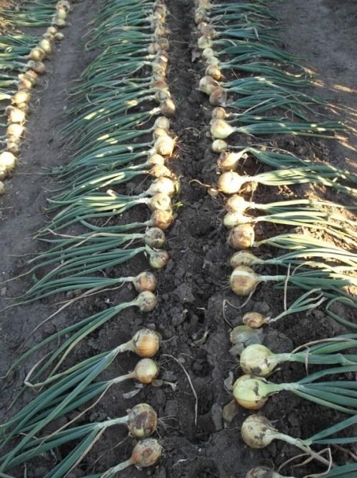 Голландська цибуля-сівок 0.5кг (арбажейка) ранній, жовтий "Шекспір" - фото 4