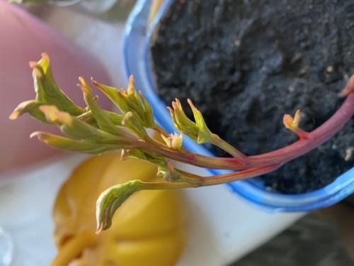 Півонія трав'яниста "Sorbet" 1шт в упаковці - фото 4