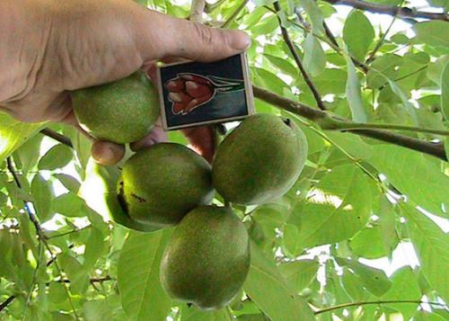 Грецкий орех "Идеал" (ранний срок созревания) - фото 9