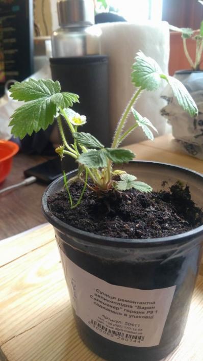 Суниця ремонтантна великоплідна "Барон Солемахер" горщик P9 - фото 5