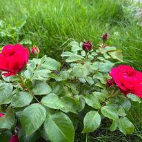 Роза плетистая "Пол скарлет клаймер" (саженец класса АА+) высший сорт - фото 3
