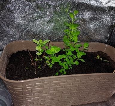 М'ята Мохіто "Mint Mojito" - фото 6