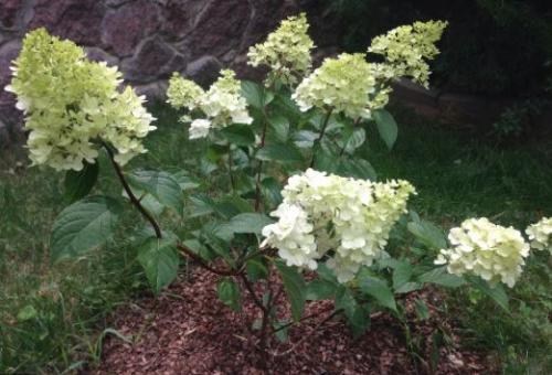 Гортензия метельчатая "Polar Bear" (контейнер P9) - фото 8