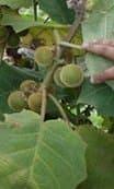 Наранхілья (луло) Solanum quitoense 1 саджанець в упаковці - фото 2