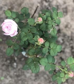 Роза флорибунда "Peony Pink"(Пиони Пинк) - фото 10