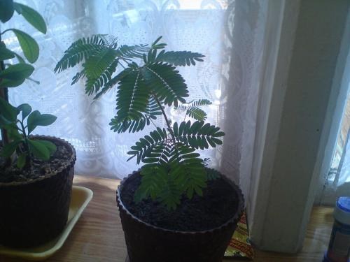 Мимоза (Acacia Dealbata) вазон Р9 - фото 4