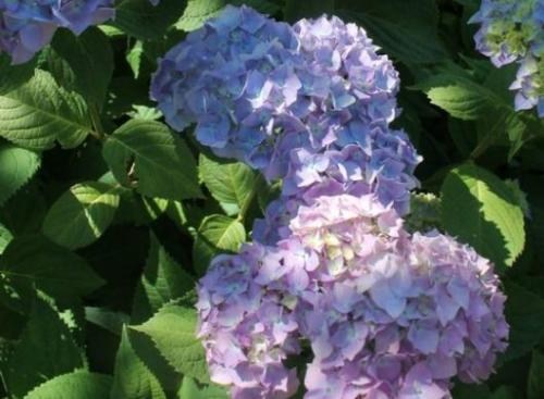 Гортензия крупнолистная "Хамелеон" (Chameleon) - фото 12