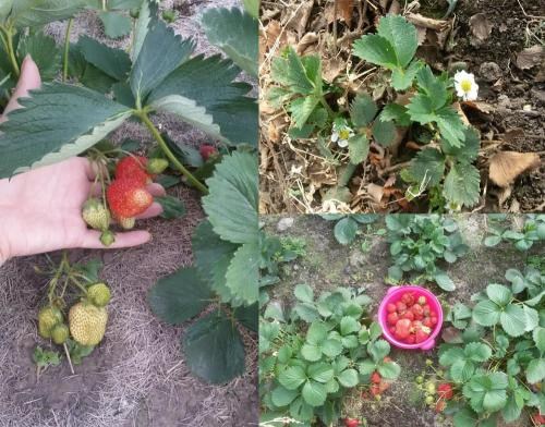 Полуниця "Альбіон" (Albion) (ремонтантний великоплідний сорт) - фото 11