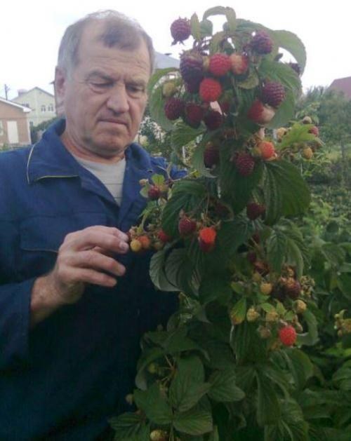 Ексклюзив! AGROBOX з саджанцем ремонтантної малини - фото 2