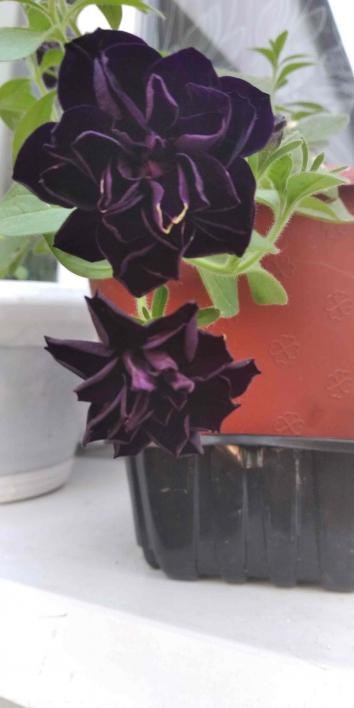 Петунія Grandiflora "Mystical Midnight Gold" (контейнер №10, висота 10-15см) - фото 3