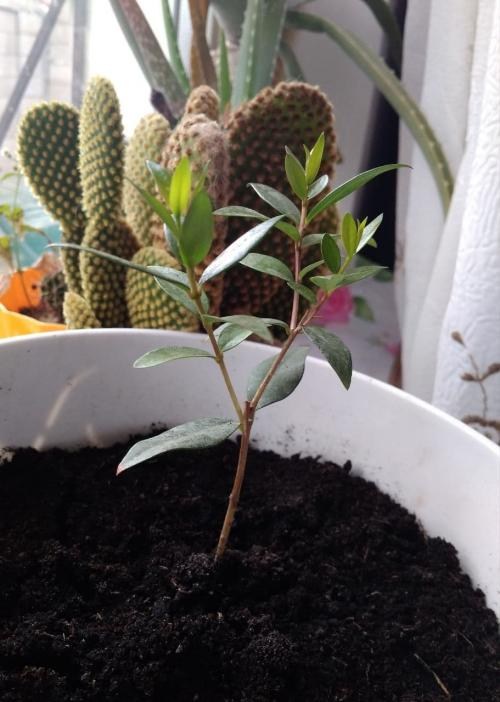 Мирт кімнатний - фото 8