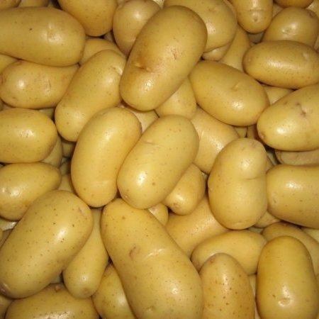 Картофель "Ривьера" семенной ультраранний (1 репродукция) 1кг - фото 7