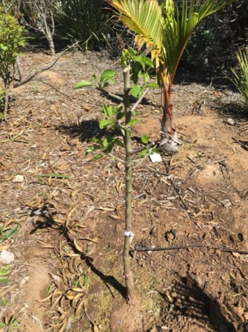 Груша колоновидна "Медова" NEW - фото 5