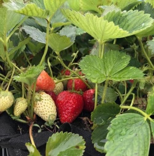 Клубника "Альба" (Alba) (ранний срок созревания, высокопродуктивный сорт) - фото 12