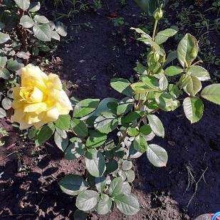 Троянда флорибунда "Friesia" (саджанець класу АА +) вищий сорт - фото 3