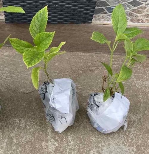 Гортензия крупнолистная "Хамелеон" (Chameleon) - фото 9