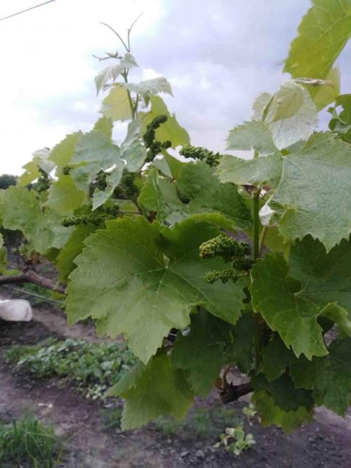 Виноград "Юпитер" (кишмиш, ранний срок созревания, морозостойкость до -27⁰С) - фото 8