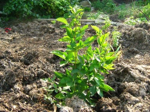 Ожина (супер рання!) "Оушито" (Ouachita) - фото 5