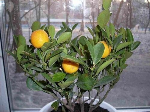 Мандарин "Ковано-Васе" - фото 8