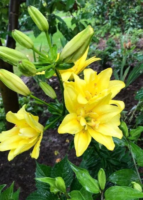 Лілія "Fata Morgana" 1шт в упаковці - фото 6